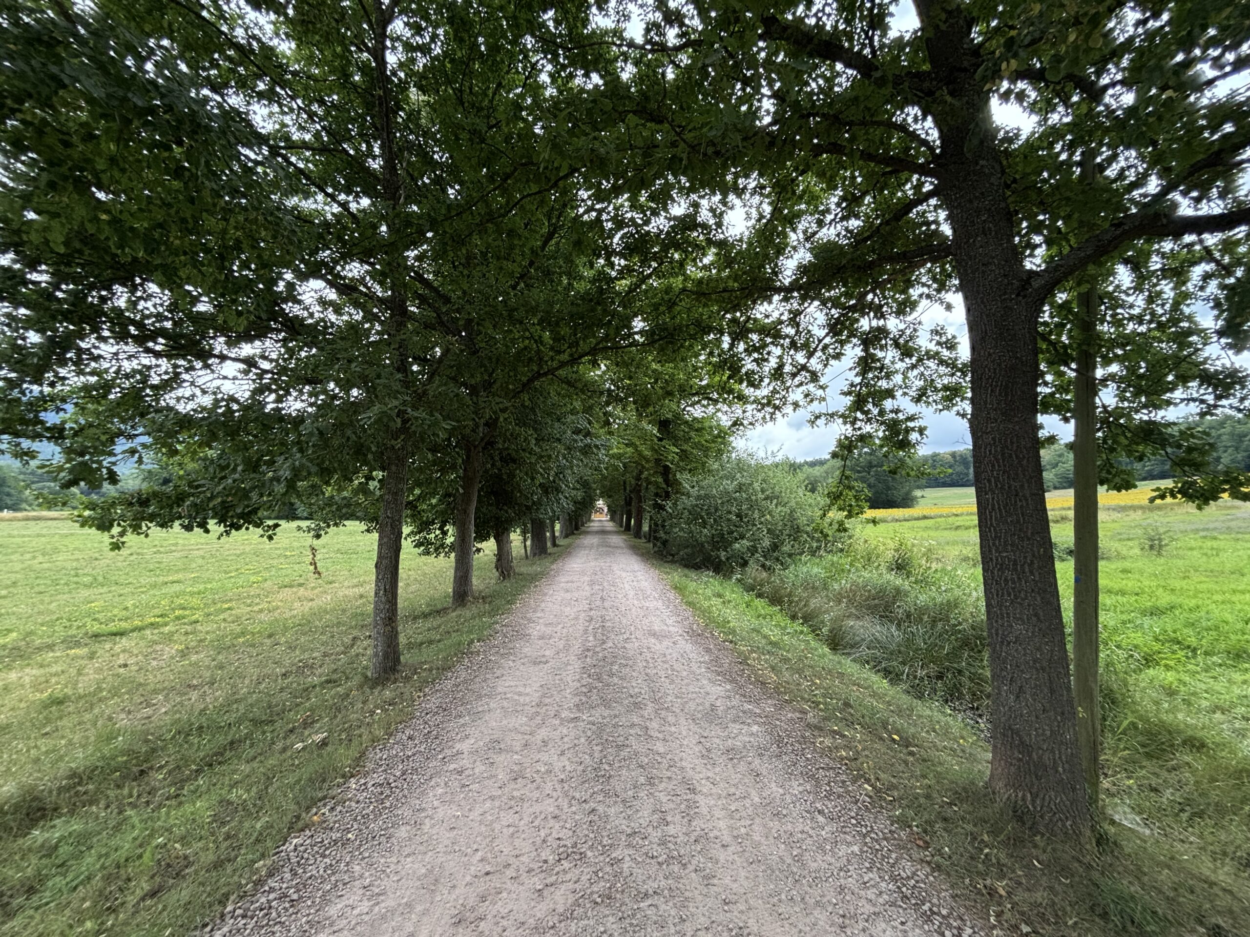 Image of a tree-lined dirt road